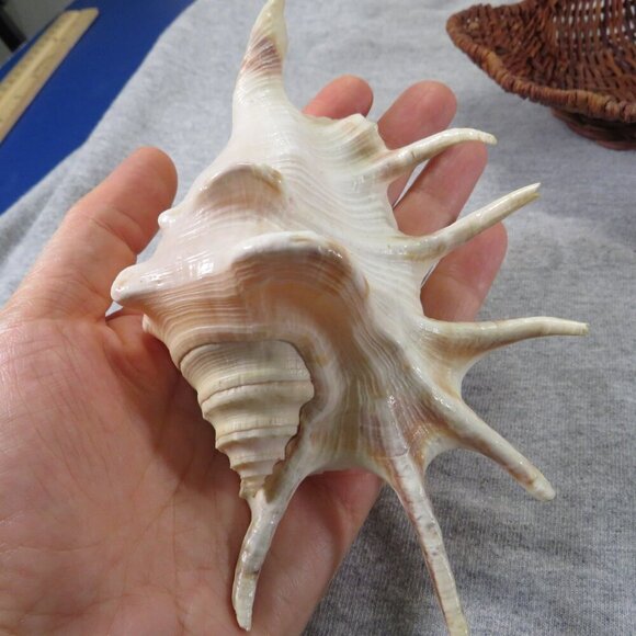 Wicker Basket Clam Shell & Spider Conch Sea Shell - Picture 10 of 13